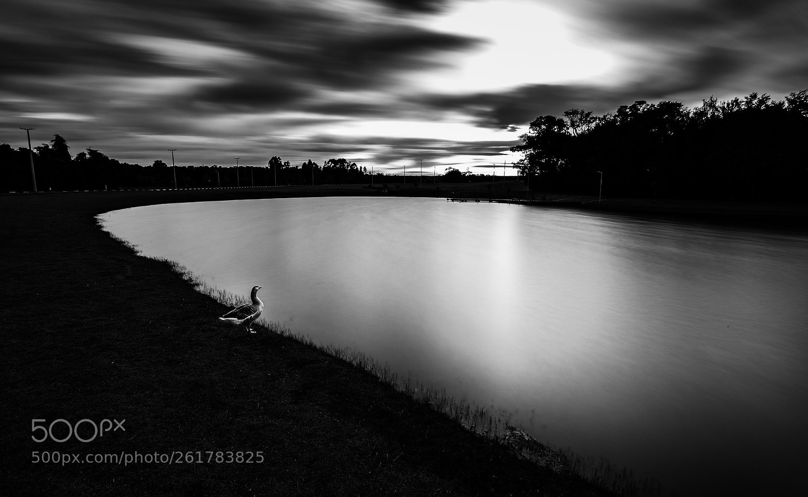 Canon EOS 6D sample photo. Lonely duck photography