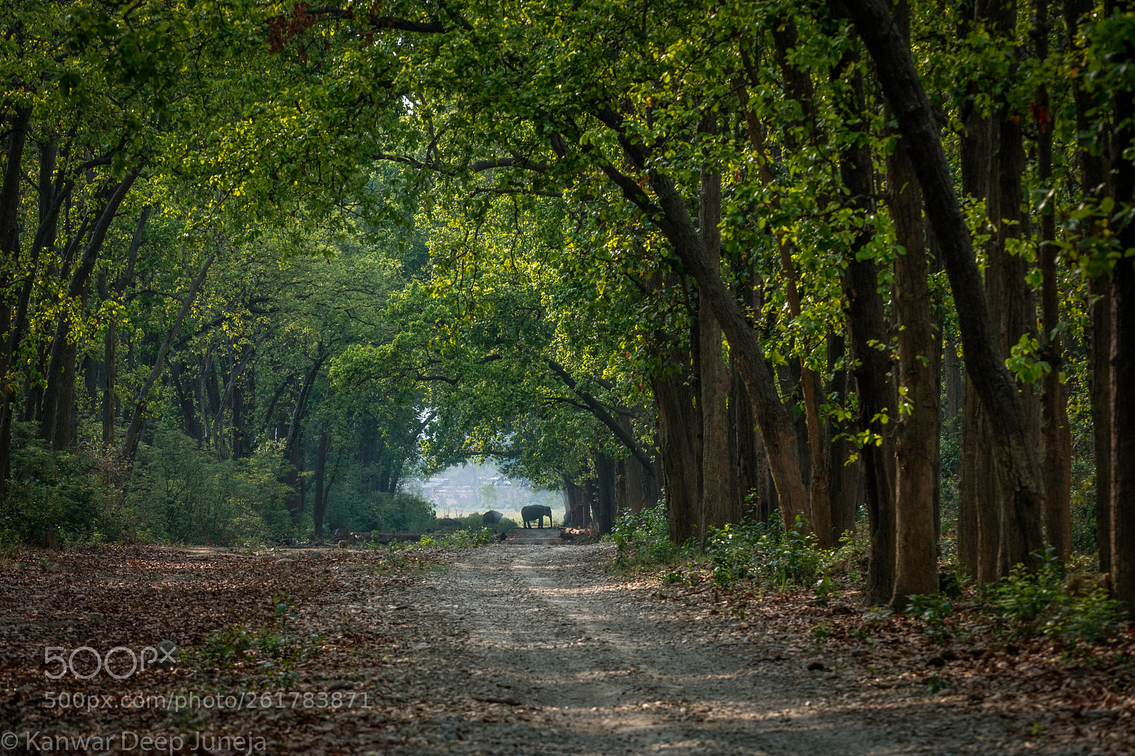 Nikon D5 sample photo. Magical jungle tunnel photography