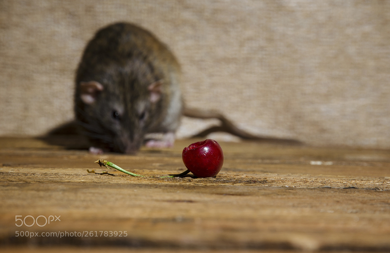 Nikon D5100 sample photo. The rat eats cherries. photography