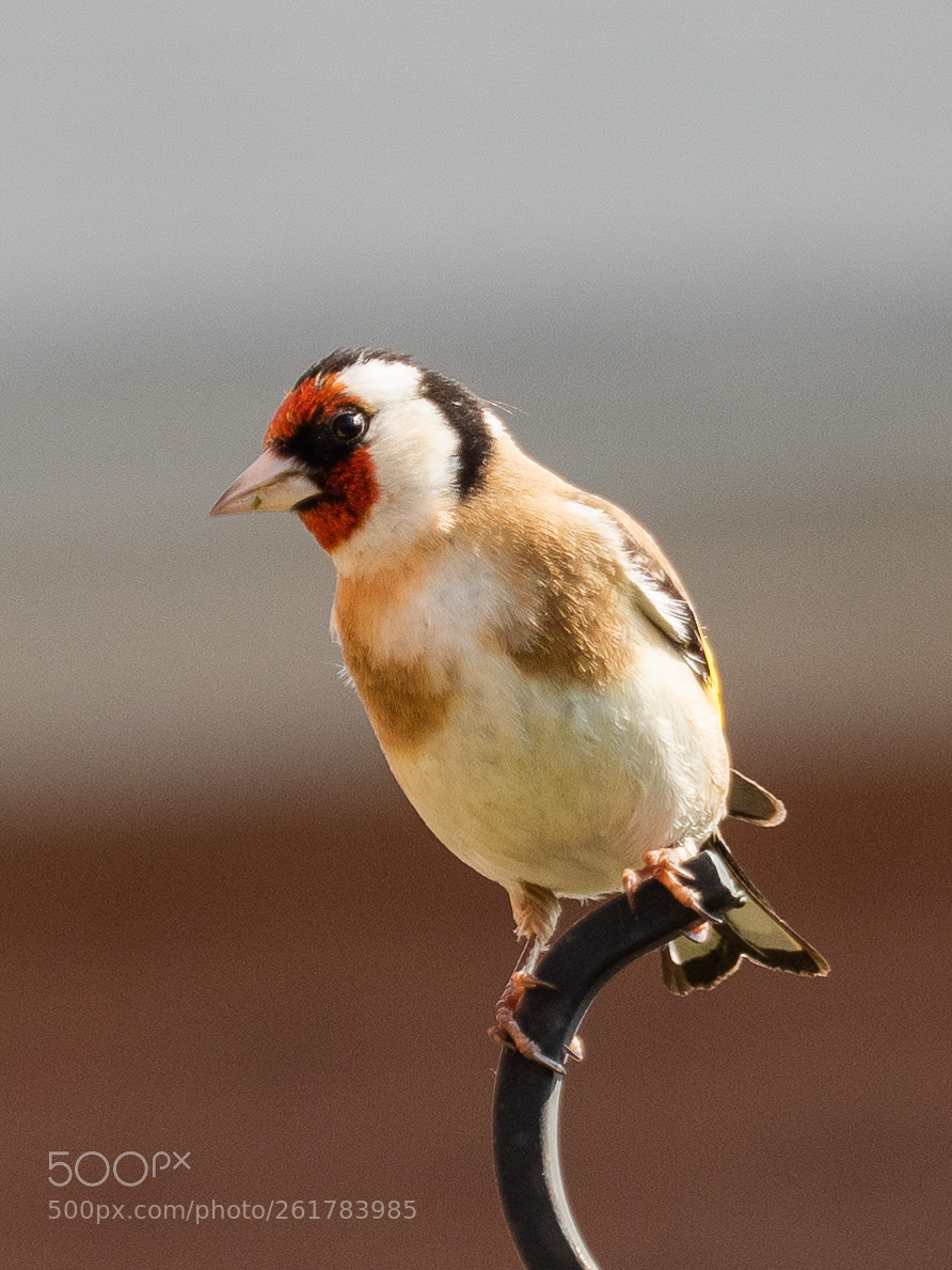 Olympus OM-D E-M5 II sample photo. Goldfinch photography