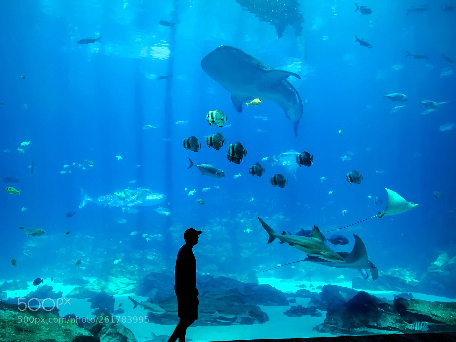 Apple iPhone 6s sample photo. Under the sea photography