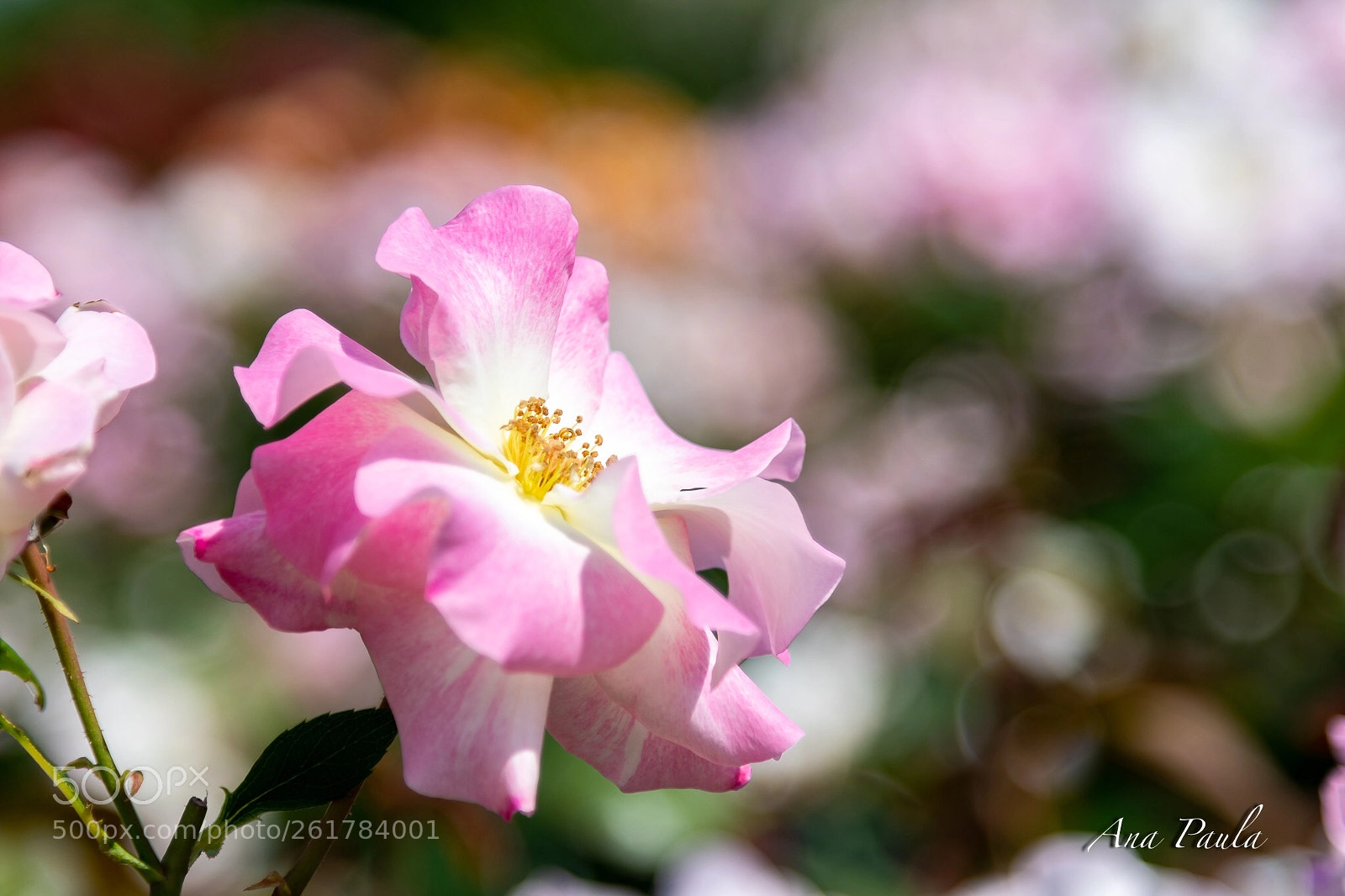 Nikon D500 sample photo. Pink flower  photography