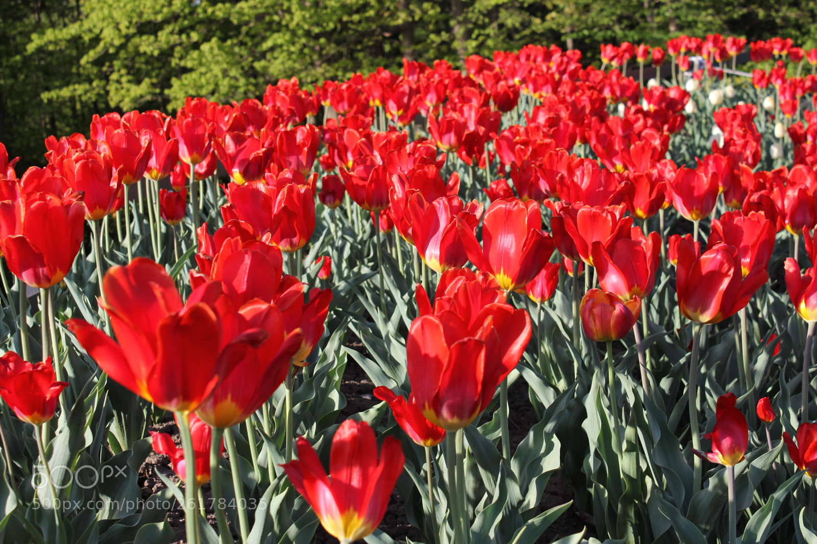 Canon EOS 550D (EOS Rebel T2i / EOS Kiss X4) sample photo. Tulips, edward's gardens, toronto photography