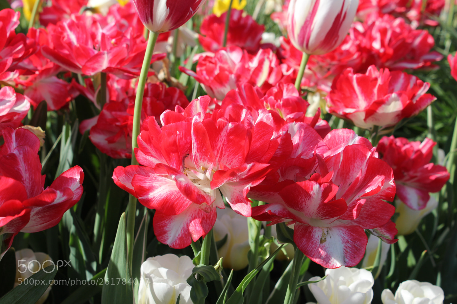 Canon EOS 550D (EOS Rebel T2i / EOS Kiss X4) sample photo. Tulips, edward's gardens, toronto photography