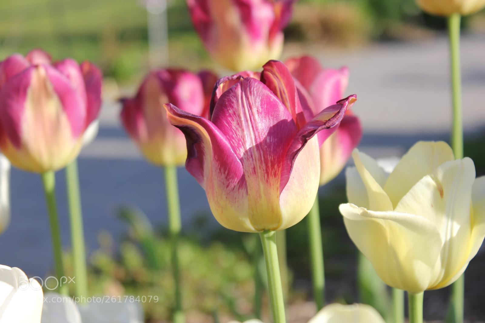 Canon EOS 550D (EOS Rebel T2i / EOS Kiss X4) sample photo. Tulips, edward's gardens, toronto photography