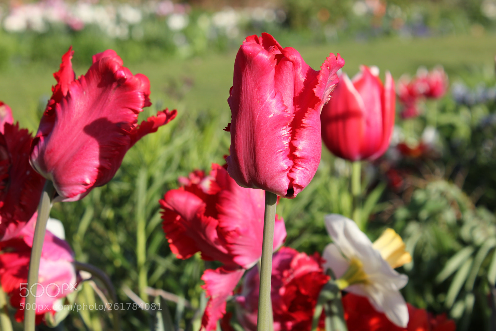 Canon EOS 550D (EOS Rebel T2i / EOS Kiss X4) sample photo. Tulips, edward's gardens, toronto photography