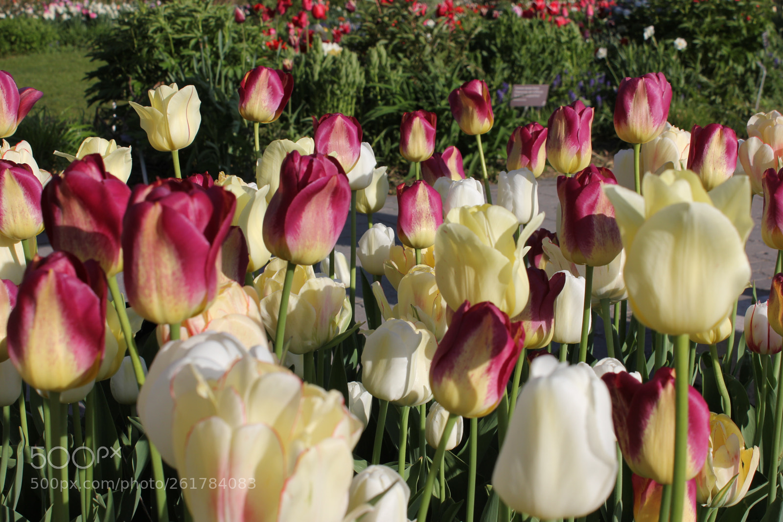 Canon EOS 550D (EOS Rebel T2i / EOS Kiss X4) sample photo. Tulips, edward's gardens, toronto photography