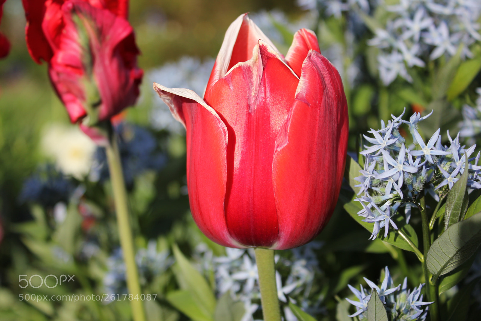 Canon EOS 550D (EOS Rebel T2i / EOS Kiss X4) sample photo. Tulips, edward's gardens, toronto photography