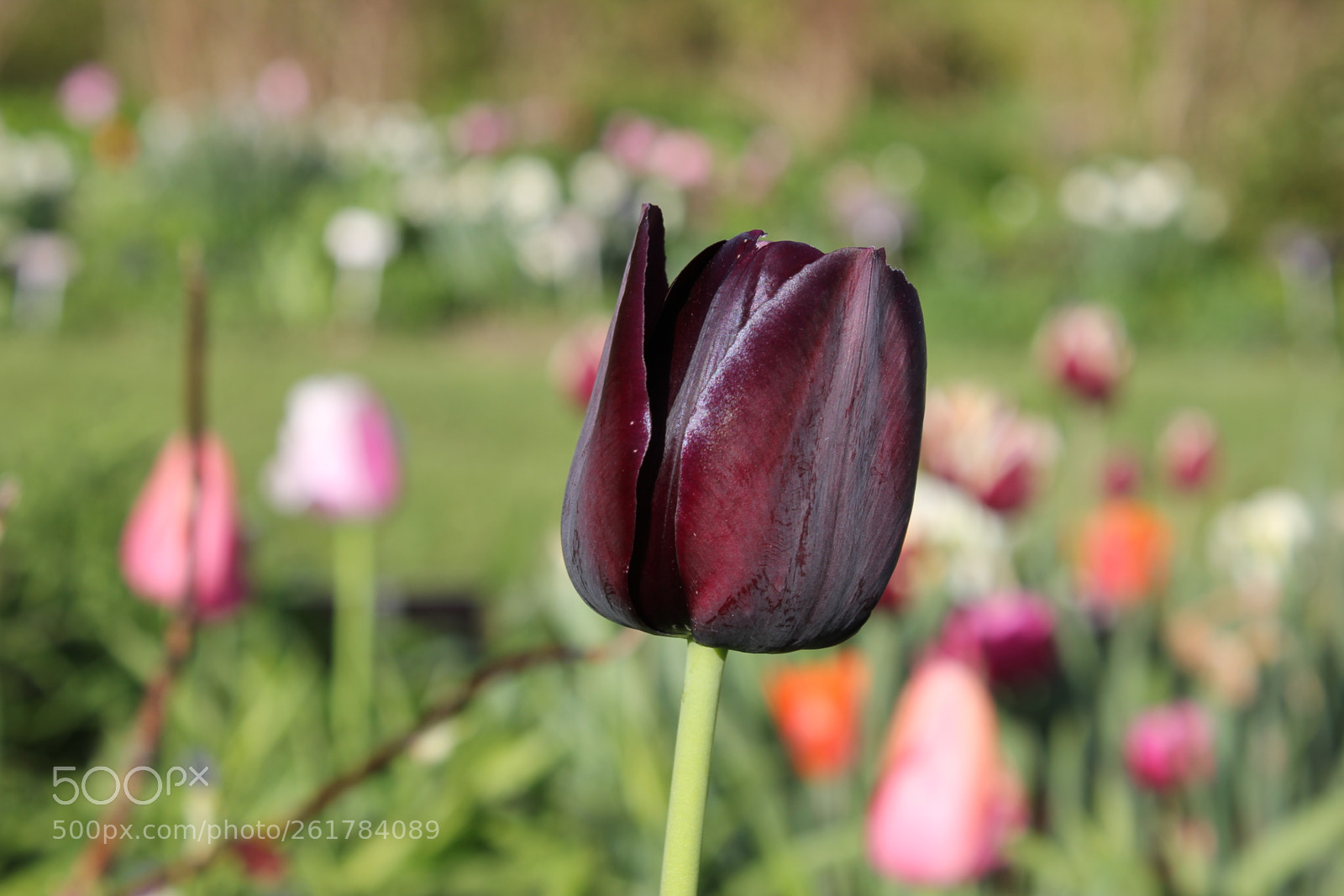 Canon EOS 550D (EOS Rebel T2i / EOS Kiss X4) sample photo. Tulips, edward's gardens, toronto photography