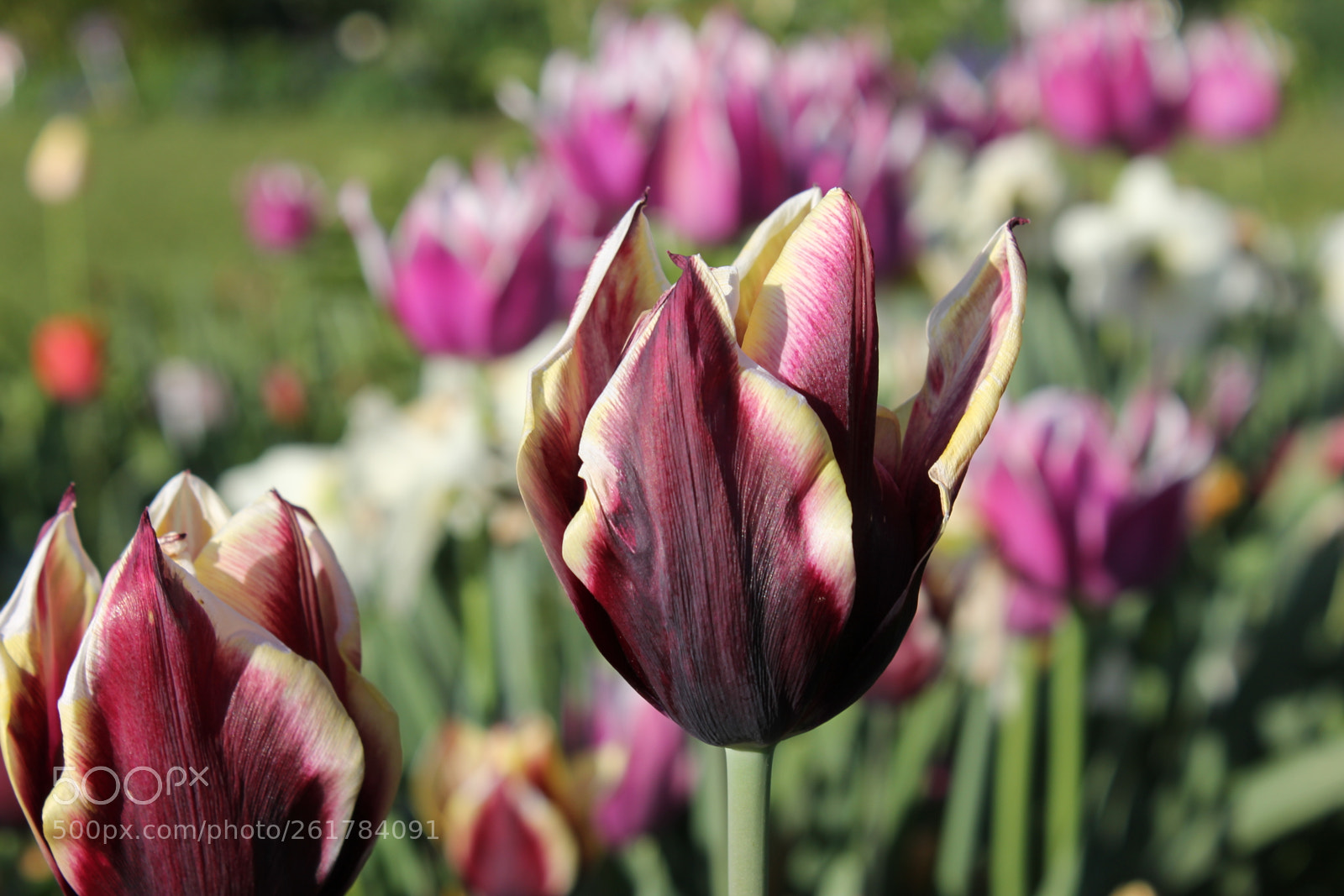 Canon EOS 550D (EOS Rebel T2i / EOS Kiss X4) sample photo. Tulips, edward's gardens, toronto photography