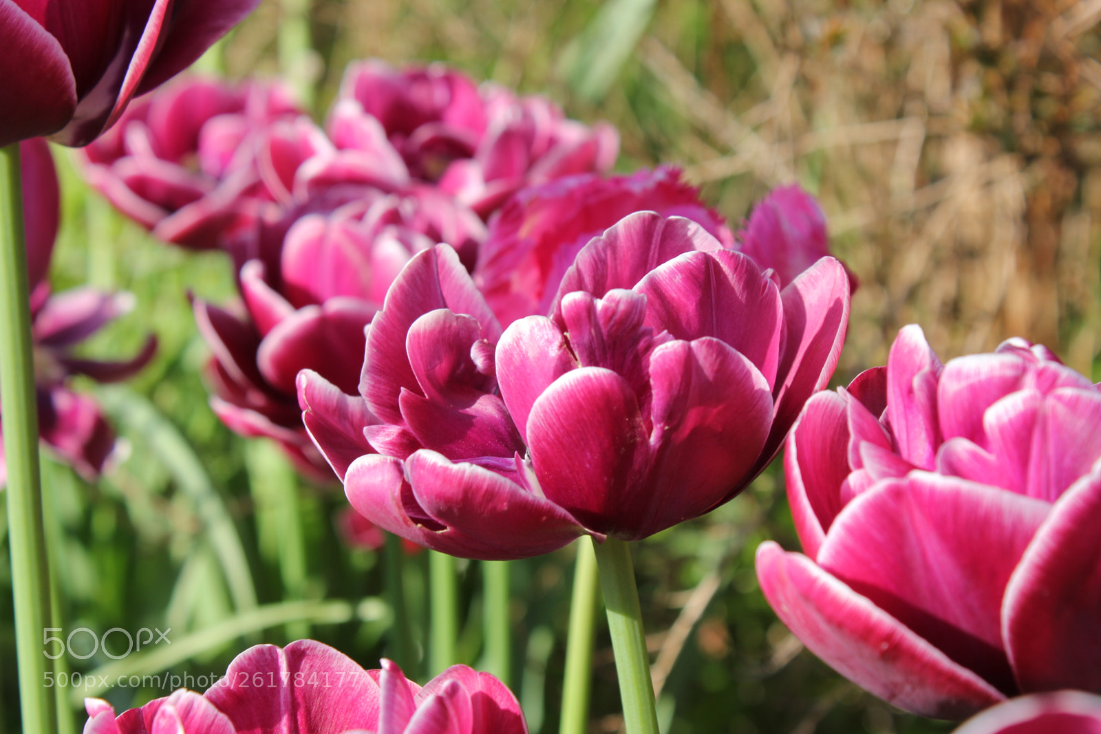 Canon EOS 550D (EOS Rebel T2i / EOS Kiss X4) sample photo. Tulips, edward's gardens, toronto photography