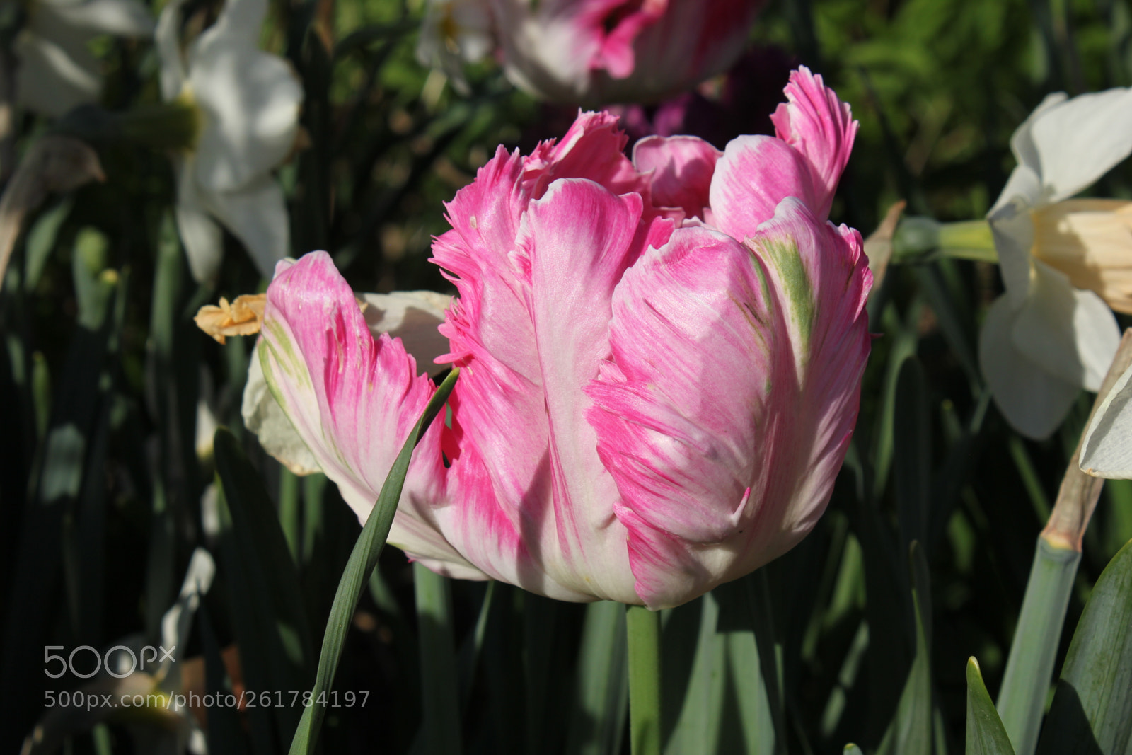 Canon EOS 550D (EOS Rebel T2i / EOS Kiss X4) sample photo. Tulips, edward's gardens, toronto photography