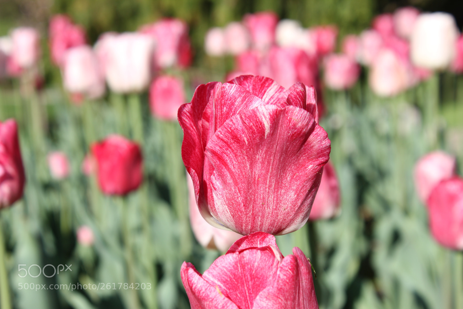 Canon EOS 550D (EOS Rebel T2i / EOS Kiss X4) sample photo. Tulips, edward's gardens, toronto photography