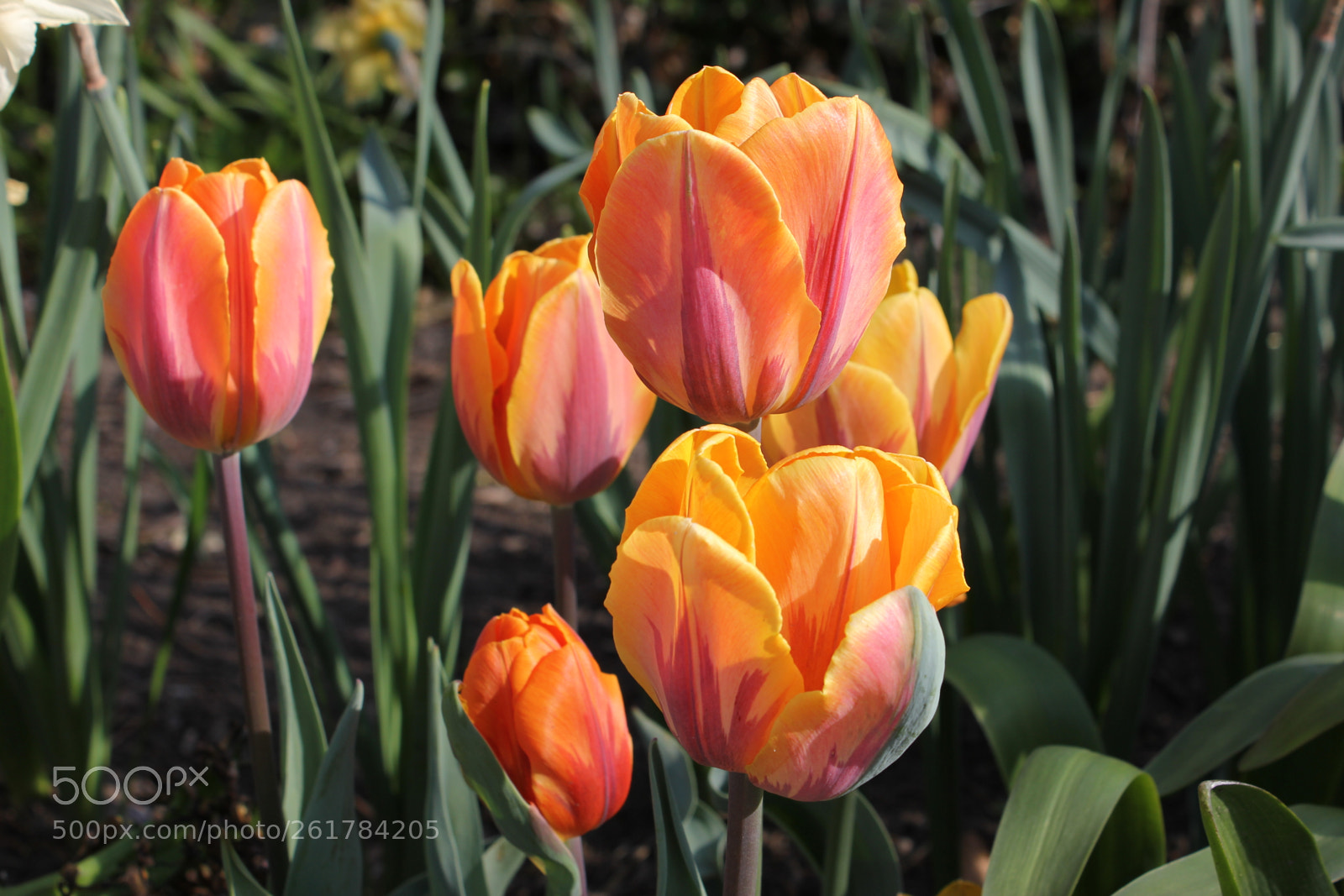 Canon EOS 550D (EOS Rebel T2i / EOS Kiss X4) sample photo. Tulips, edward's gardens, toronto photography