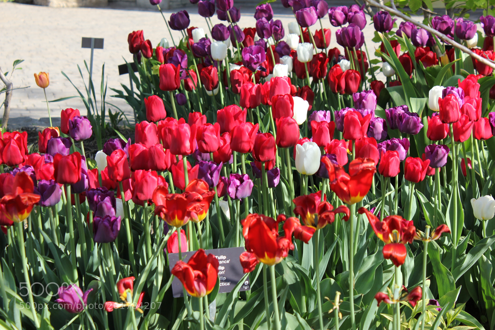 Canon EOS 550D (EOS Rebel T2i / EOS Kiss X4) sample photo. Tulips, edward's gardens, toronto photography