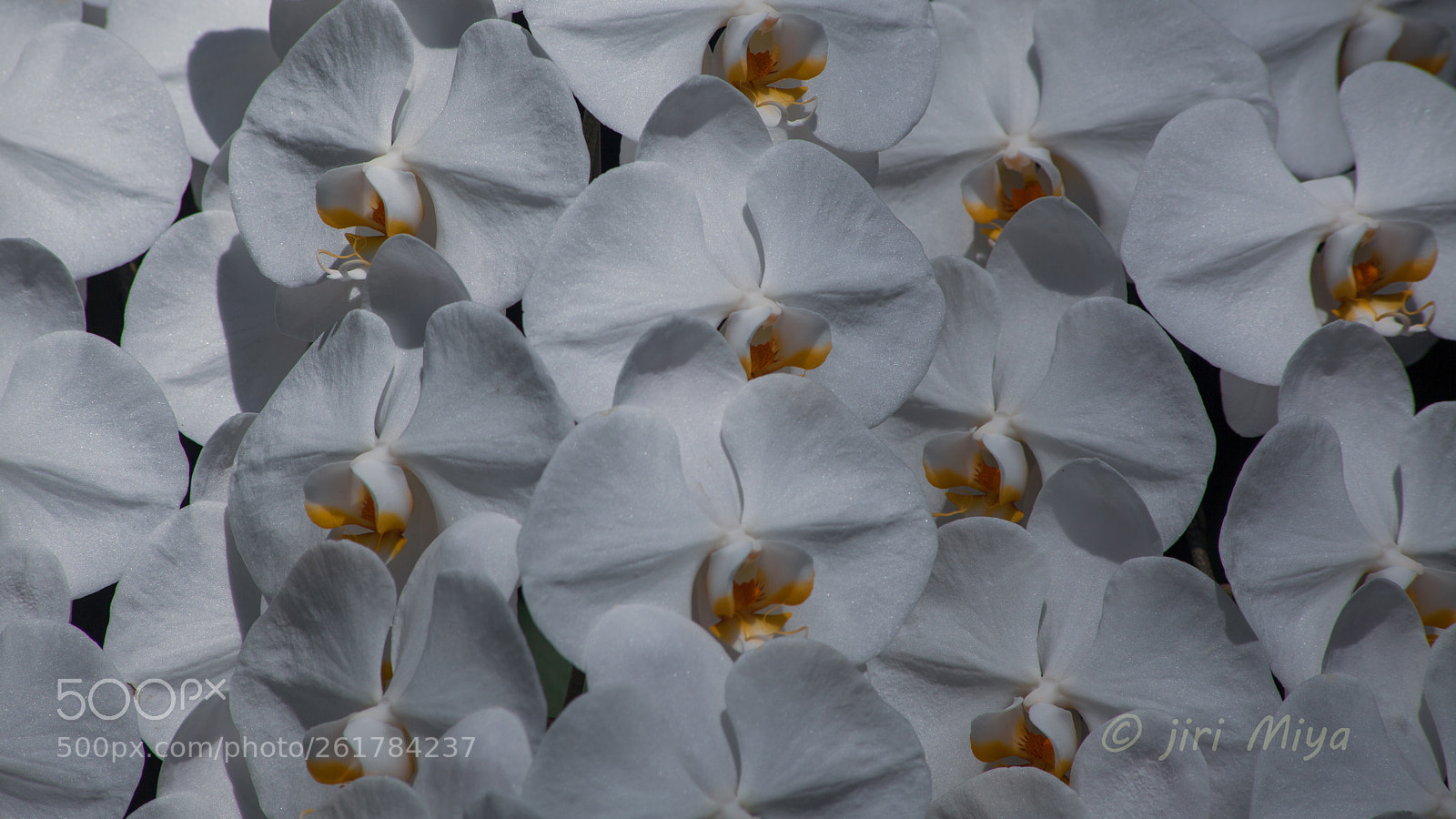Canon EOS 5D Mark II sample photo. Glossy photography
