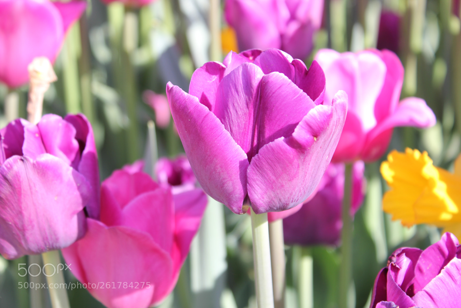Canon EOS 550D (EOS Rebel T2i / EOS Kiss X4) sample photo. Tulips, edward's gardens, toronto photography