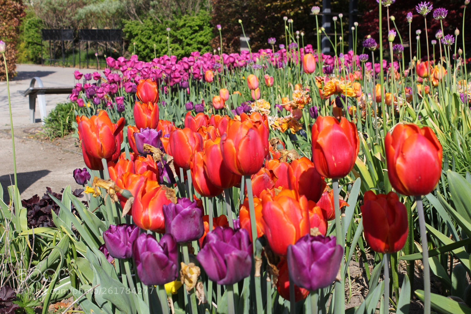 Canon EOS 550D (EOS Rebel T2i / EOS Kiss X4) sample photo. Tulips, edward's gardens, toronto photography