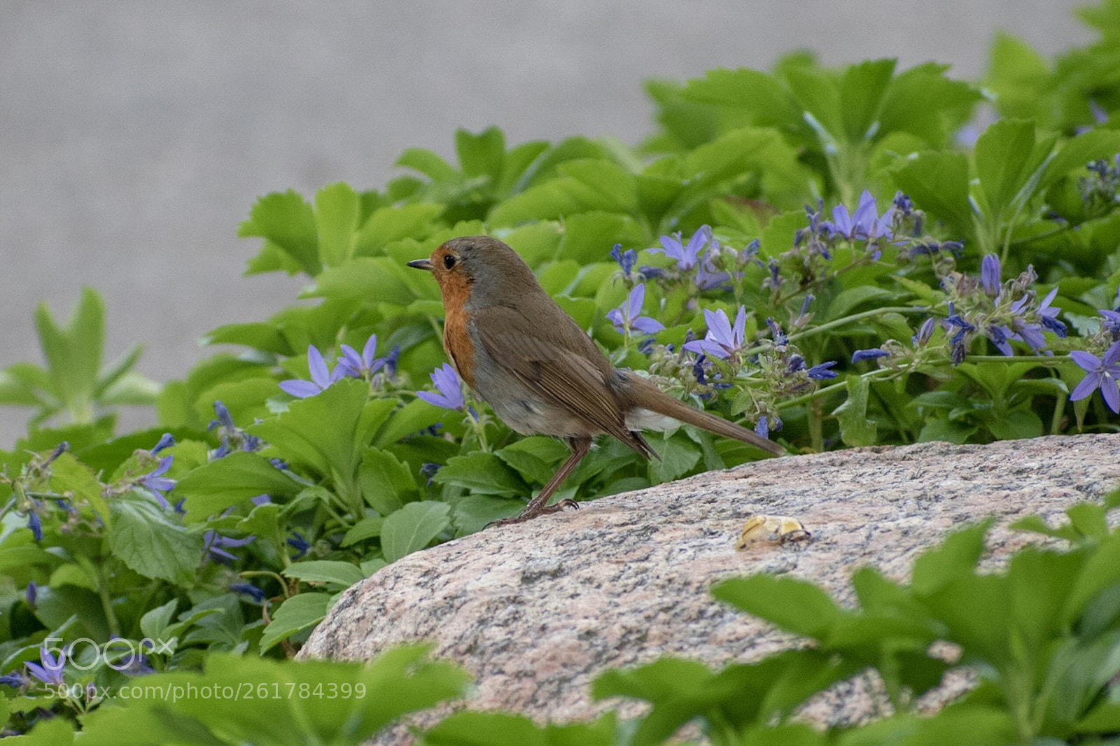 Nikon D5600 sample photo. Rotkehlchen  photography