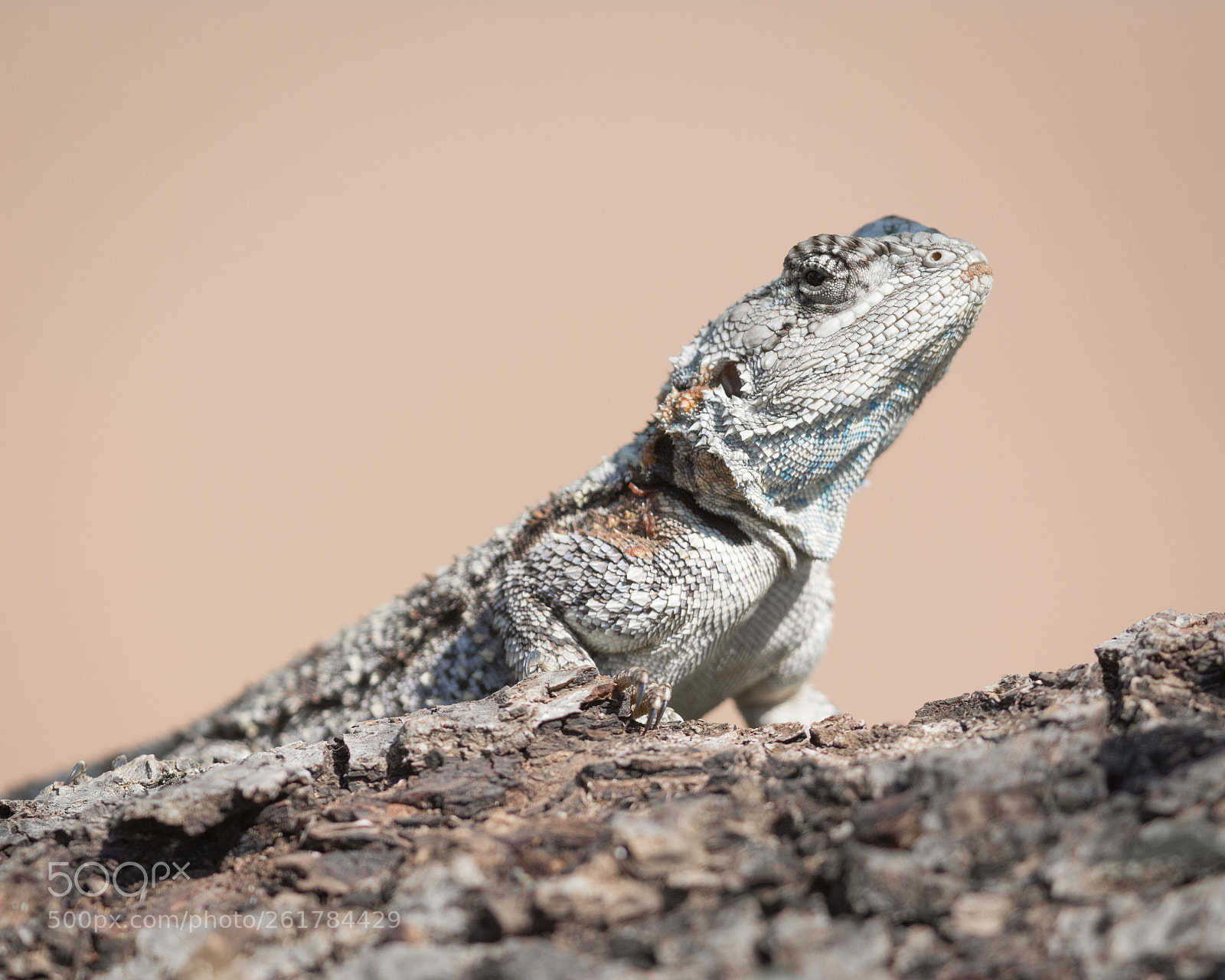 Nikon D7100 sample photo. Agama photography