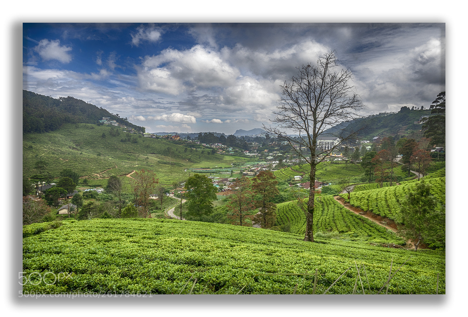 Olympus OM-D E-M1 sample photo. Sirlanka nooralya photography
