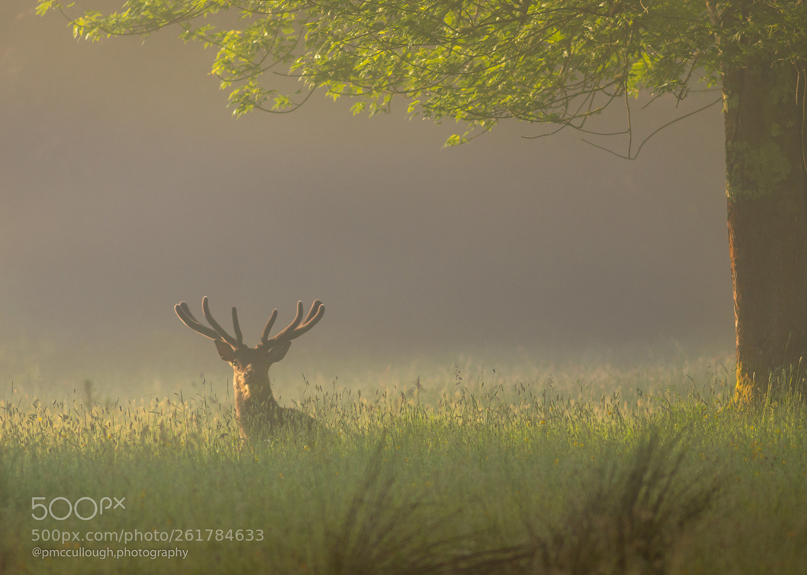 Nikon D7200 sample photo. Killarney national park, red photography