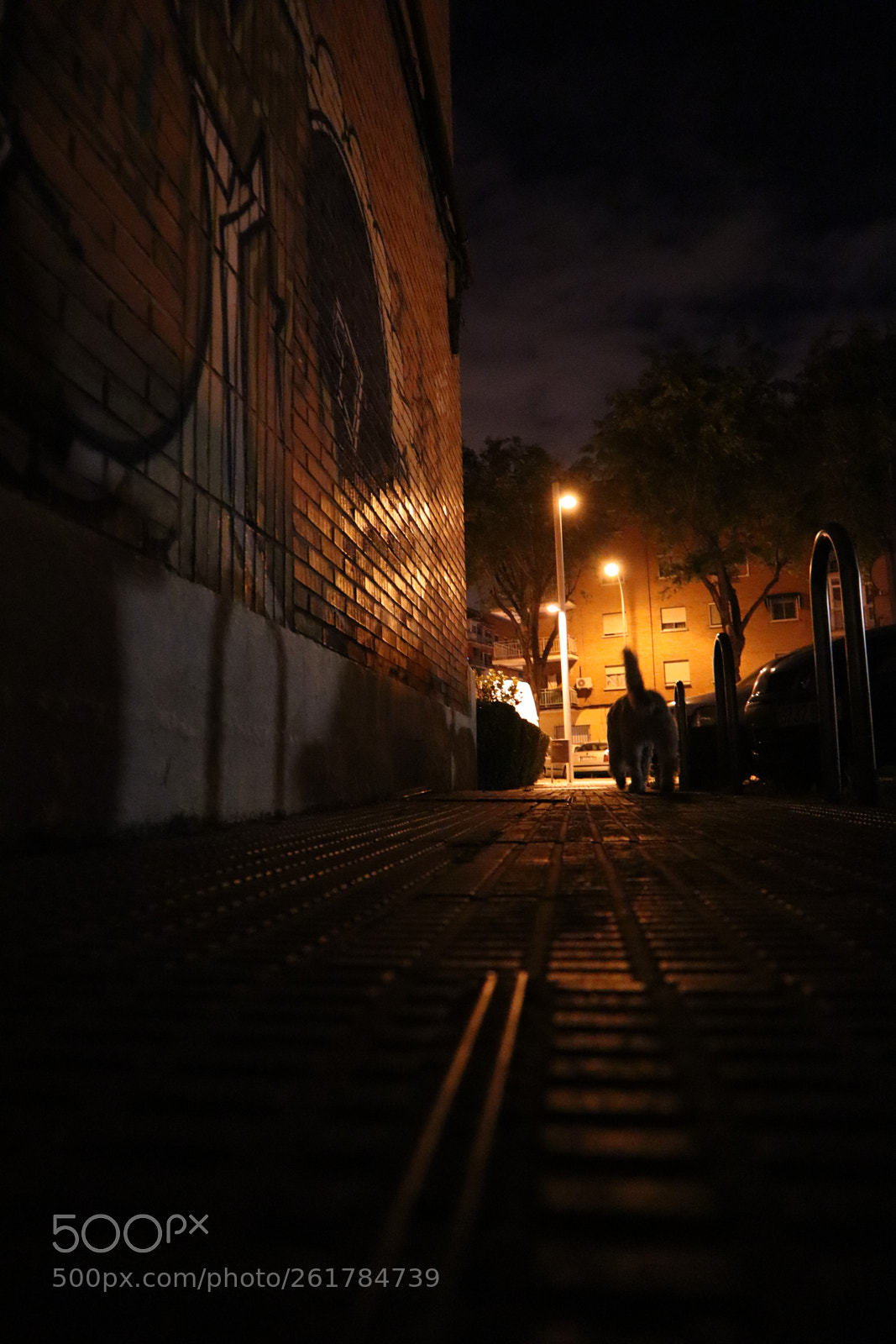 Canon EOS M50 (EOS Kiss M) sample photo. Midnight walks photography