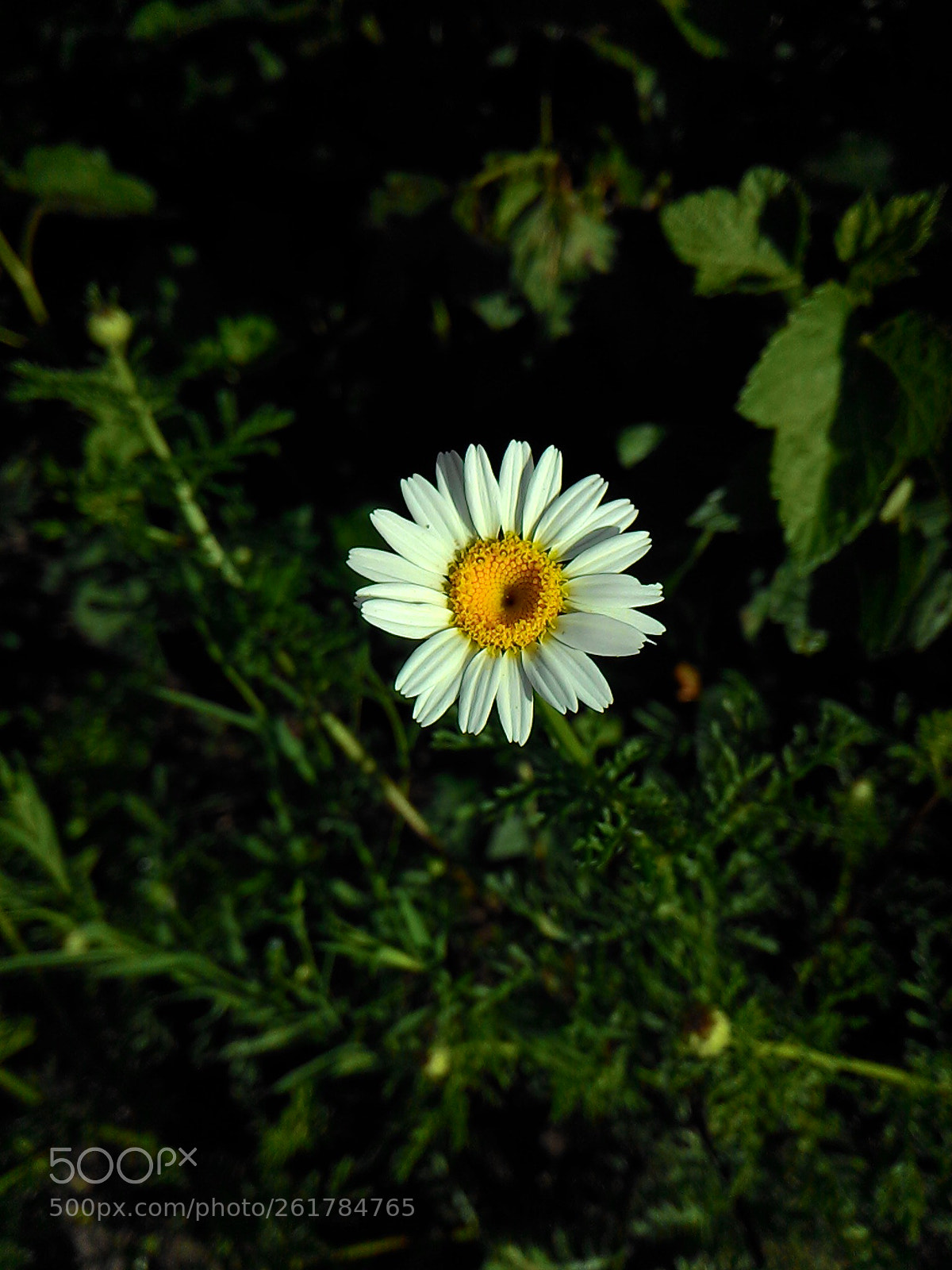 ASUS Z002 sample photo. Light and shade :) photography