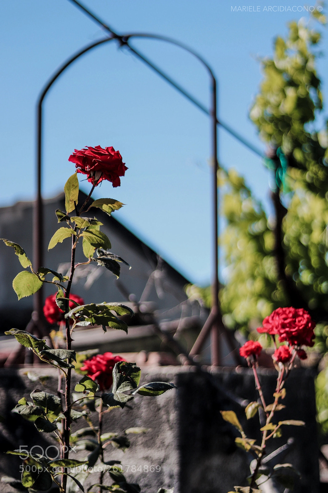 Canon EOS 200D (EOS Rebel SL2 / EOS Kiss X9) sample photo. Red roses photography