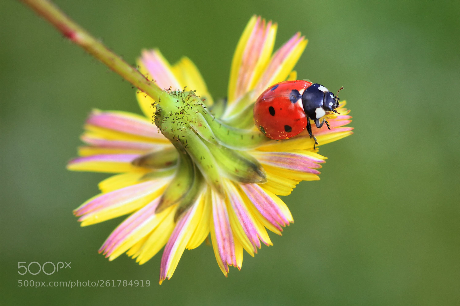 Canon EOS 7D sample photo. Ladybug photography