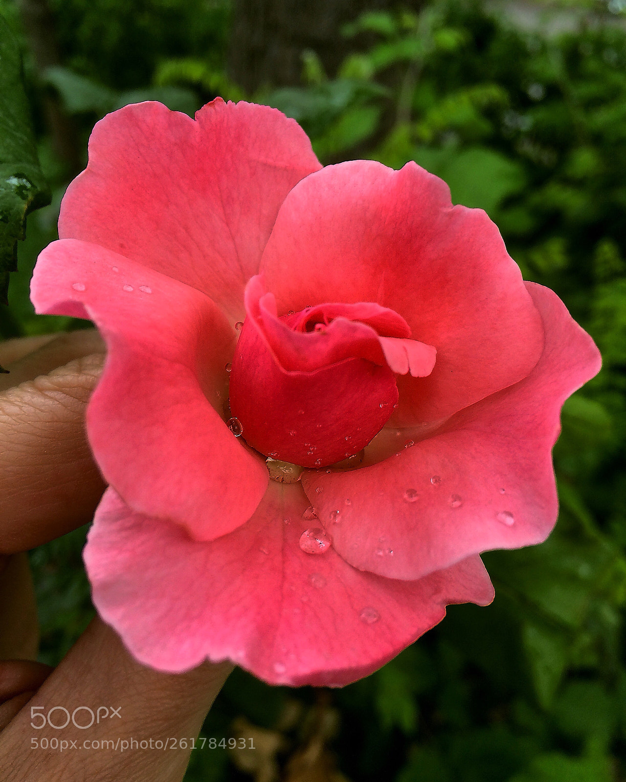 Apple iPhone 5s sample photo. Untitled photography