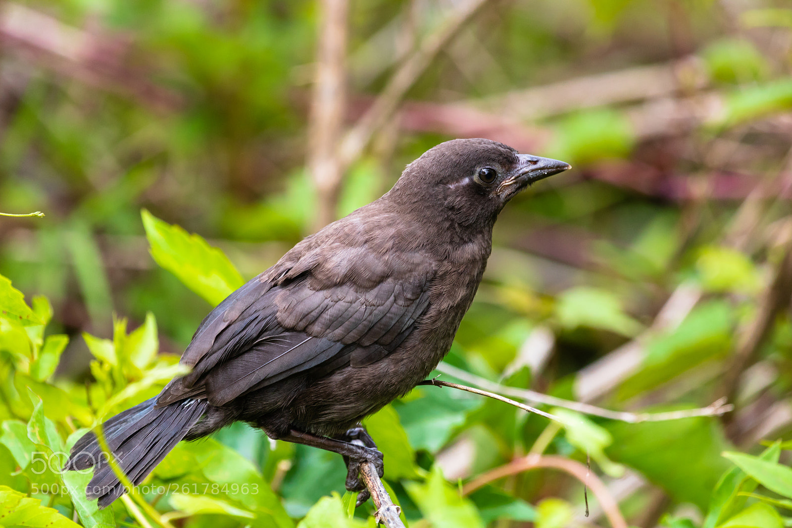 Canon EOS 750D (EOS Rebel T6i / EOS Kiss X8i) sample photo. Brown headed cowbird photography