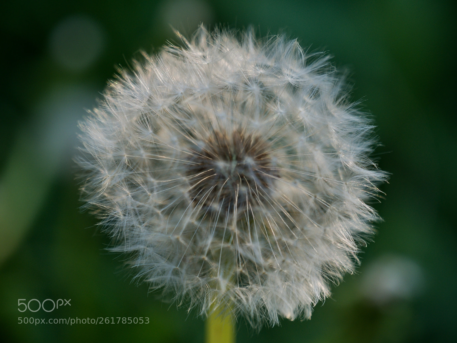 Panasonic Lumix DMC-GX7 sample photo. Dandelion photography