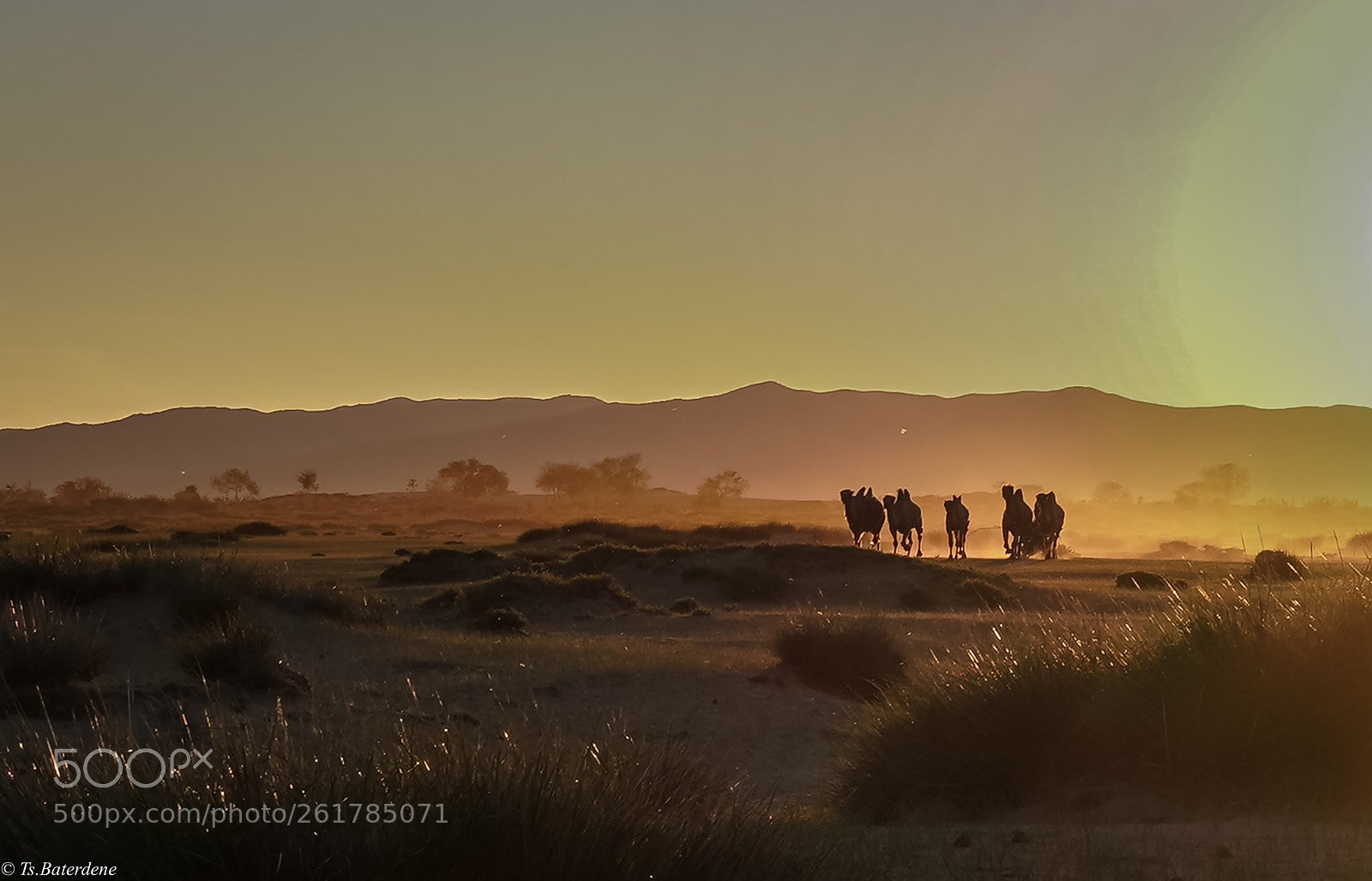 Sony a9 sample photo. Mongolian gobi photography