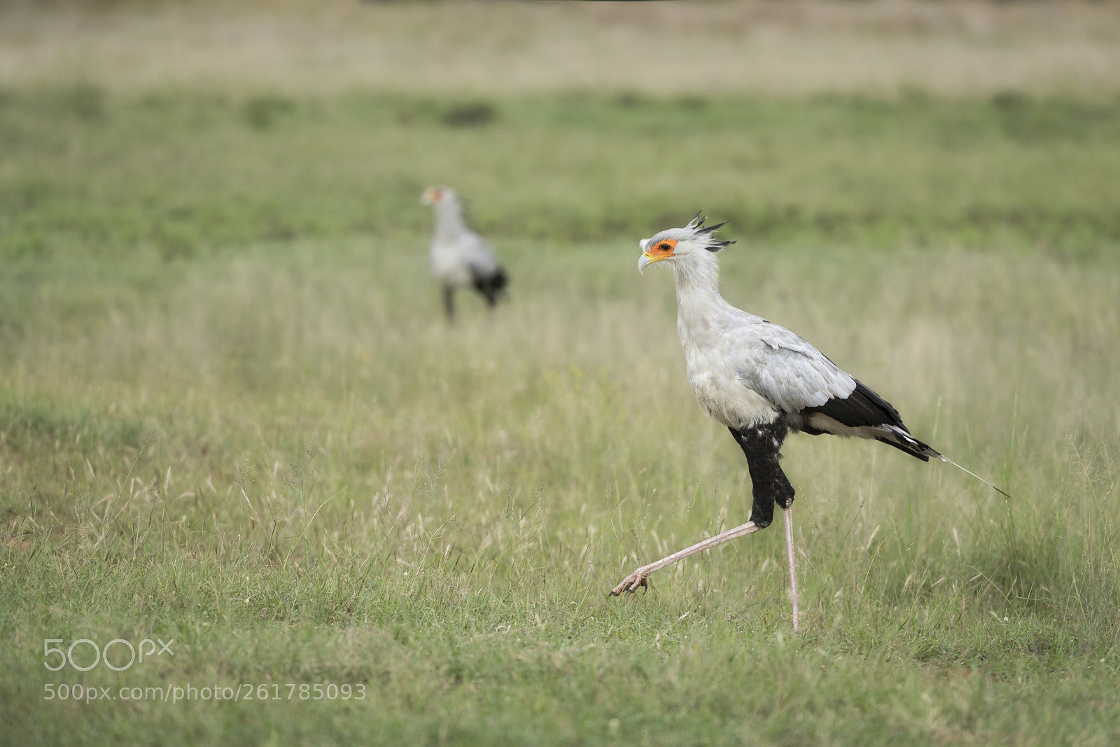 Nikon D750 sample photo. Secretary bird photography