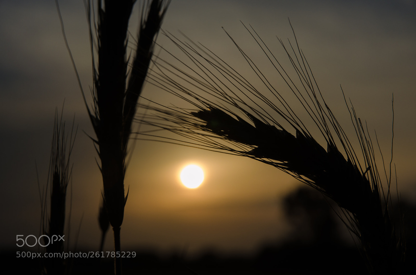 Nikon D5100 sample photo. Wheat photography