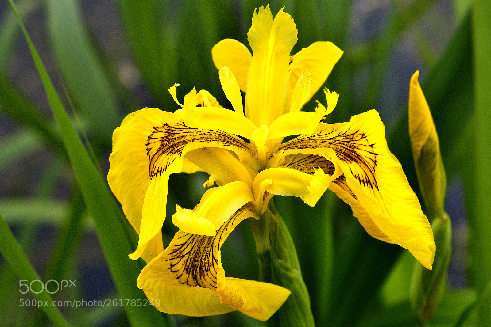 Sigma 70mm F2.8 EX DG Macro sample photo. Emil noldes garten  iii photography