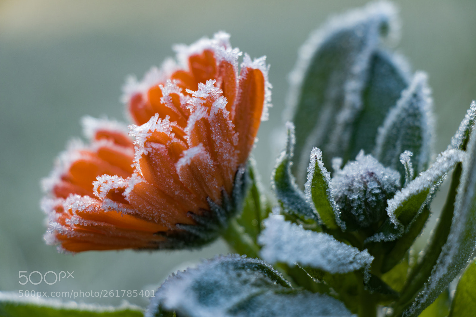 Canon EOS 80D sample photo. First kiss of winter... photography