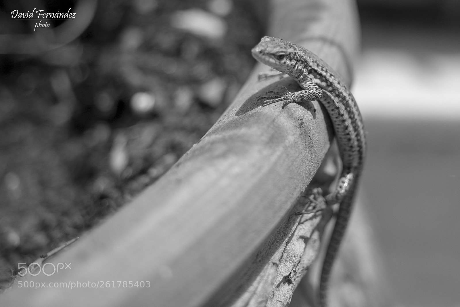 Canon EOS 700D (EOS Rebel T5i / EOS Kiss X7i) sample photo. Lizard photography