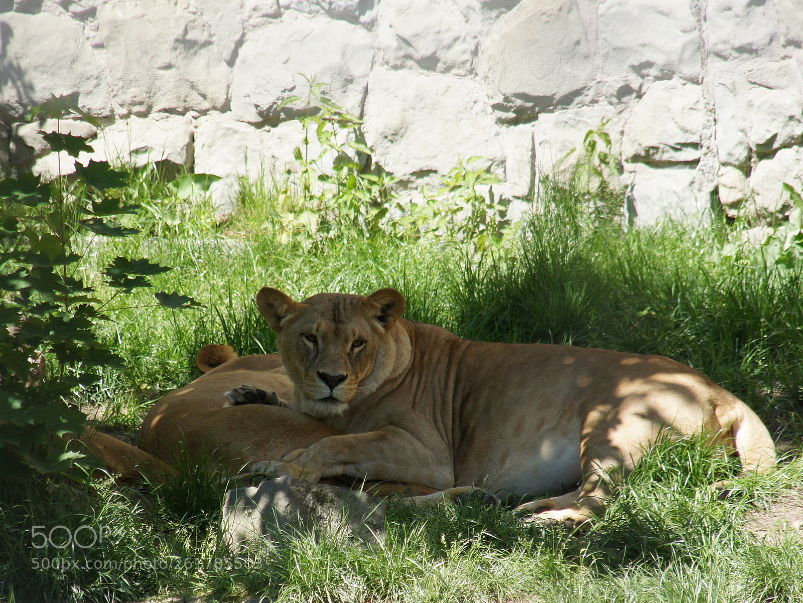 Sony Alpha DSLR-A450 sample photo. Lion photography