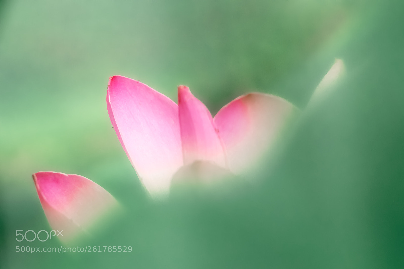 Canon EOS 80D sample photo. Lotus photography