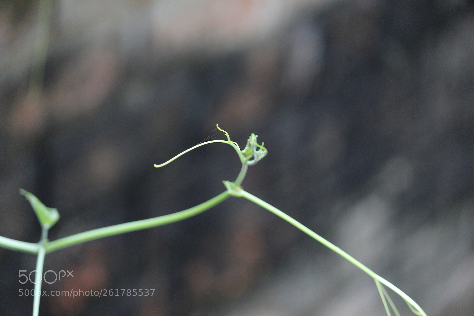 Canon EF-S 55-250mm F4-5.6 IS II sample photo. Beutiful picture of nature photography