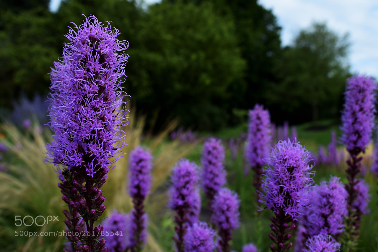 Nikon D3300 sample photo. Liatris spicata photography