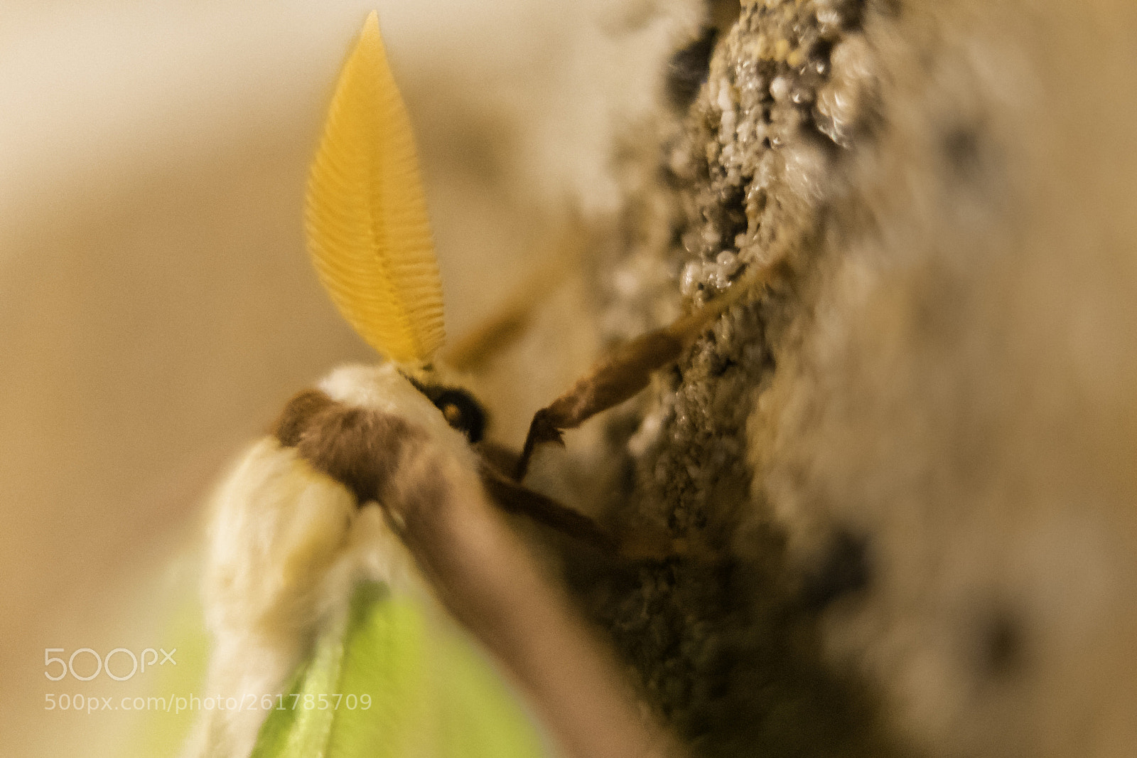 Sony a7 II sample photo. Luna moth photography