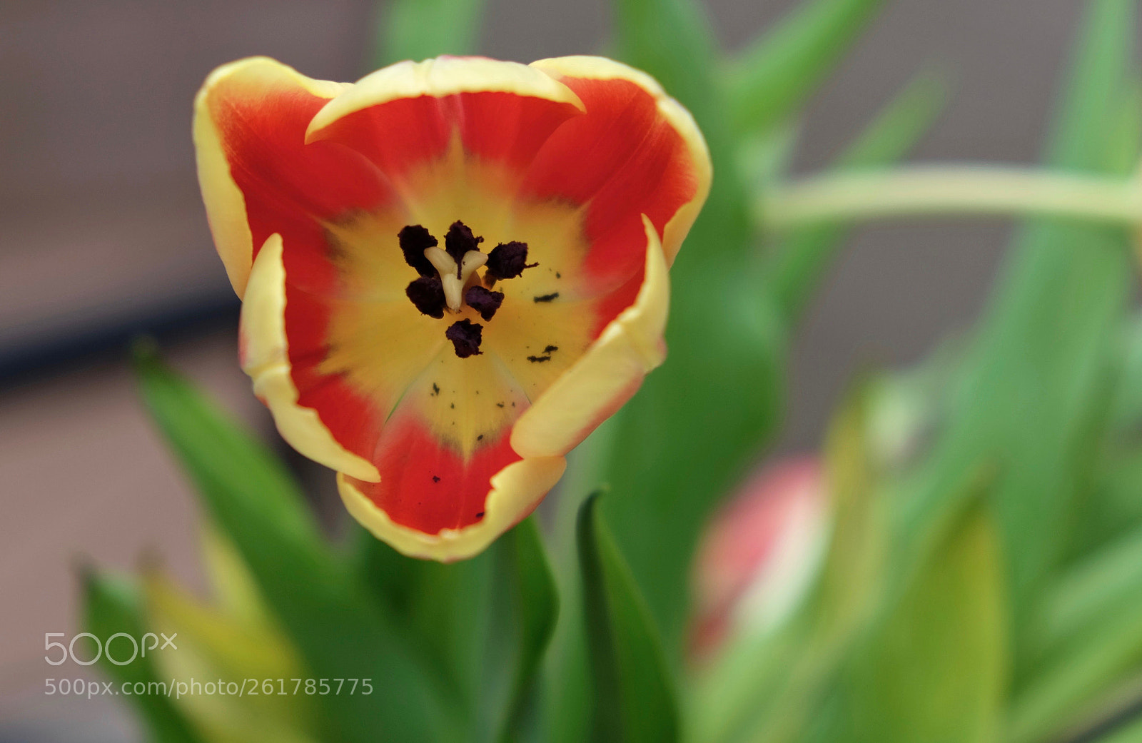 Fujifilm X-T1 sample photo. Tulip photography