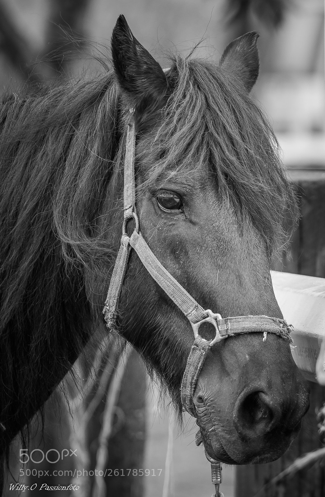Canon EOS 7D Mark II sample photo. En noir et blanc photography