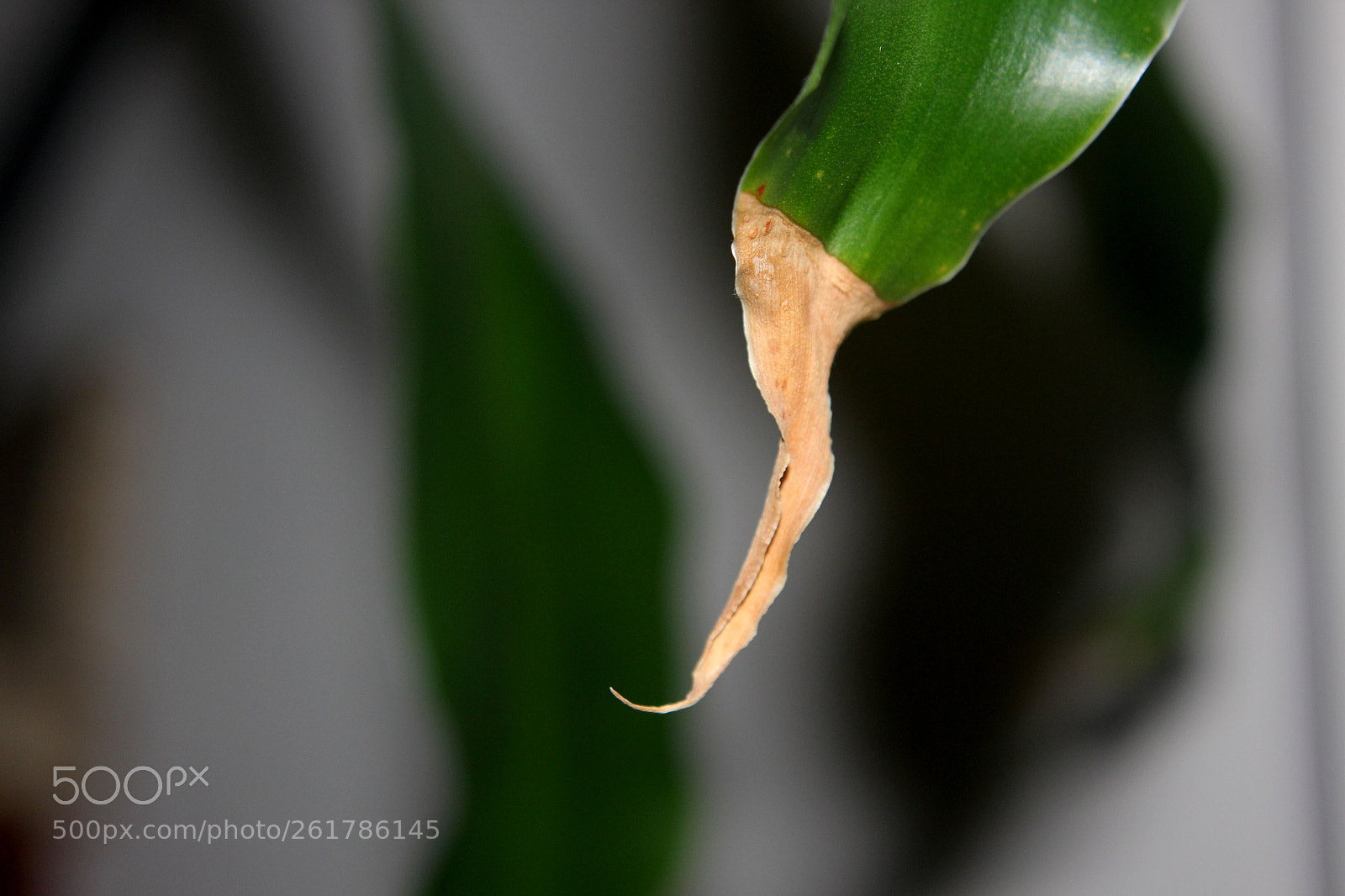 Canon EOS 550D (EOS Rebel T2i / EOS Kiss X4) sample photo. A part of me photography