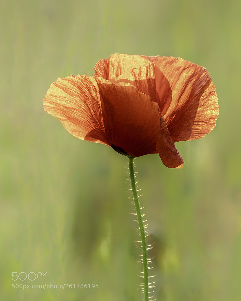 Canon EOS 7D Mark II sample photo. Poppy photography