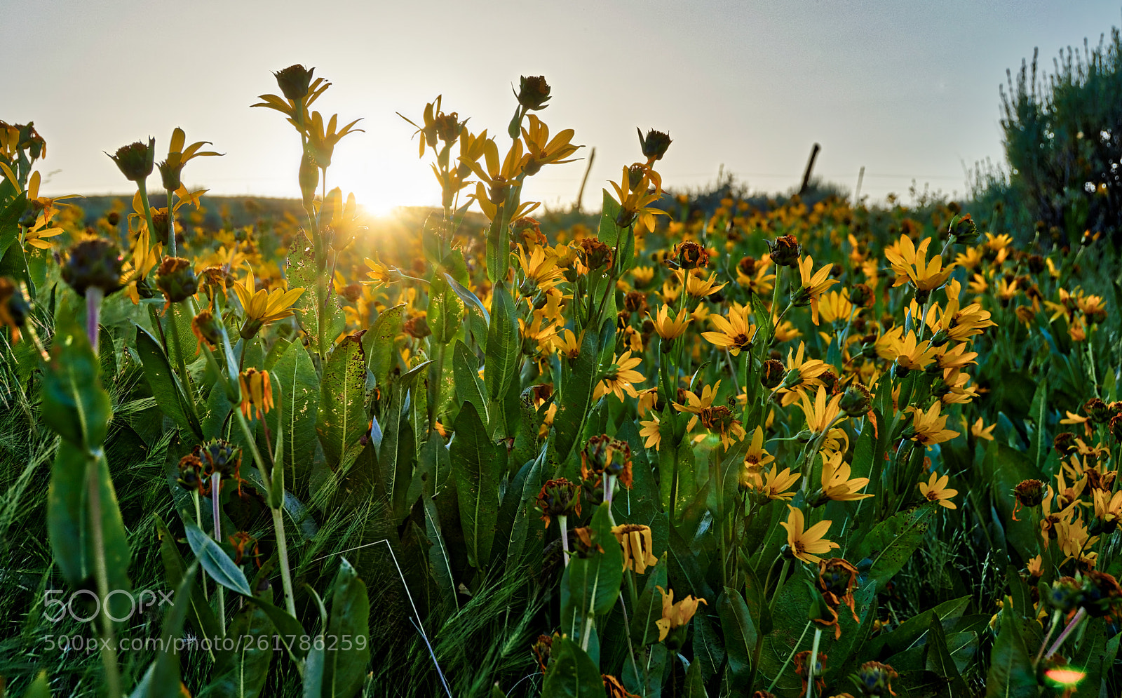 Nikon D5300 sample photo. Sun through flowers photography