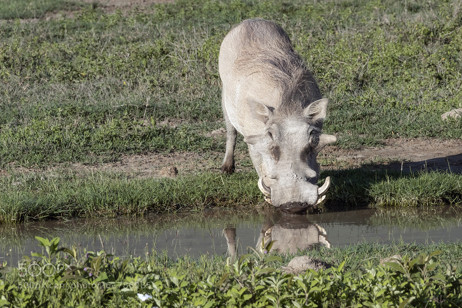 Nikon D810 sample photo. At a waterhole photography
